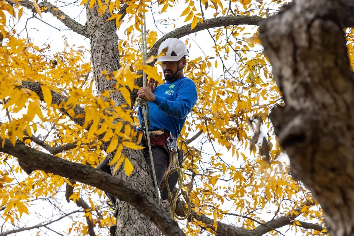 Skilled Dead Tree Removal crew working in Webster